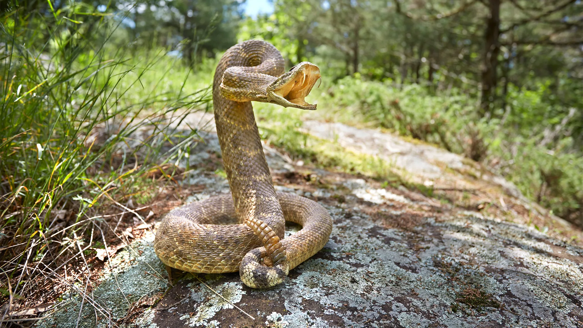 Tanım-Venemous-Snakes_M2-Hero.jpg