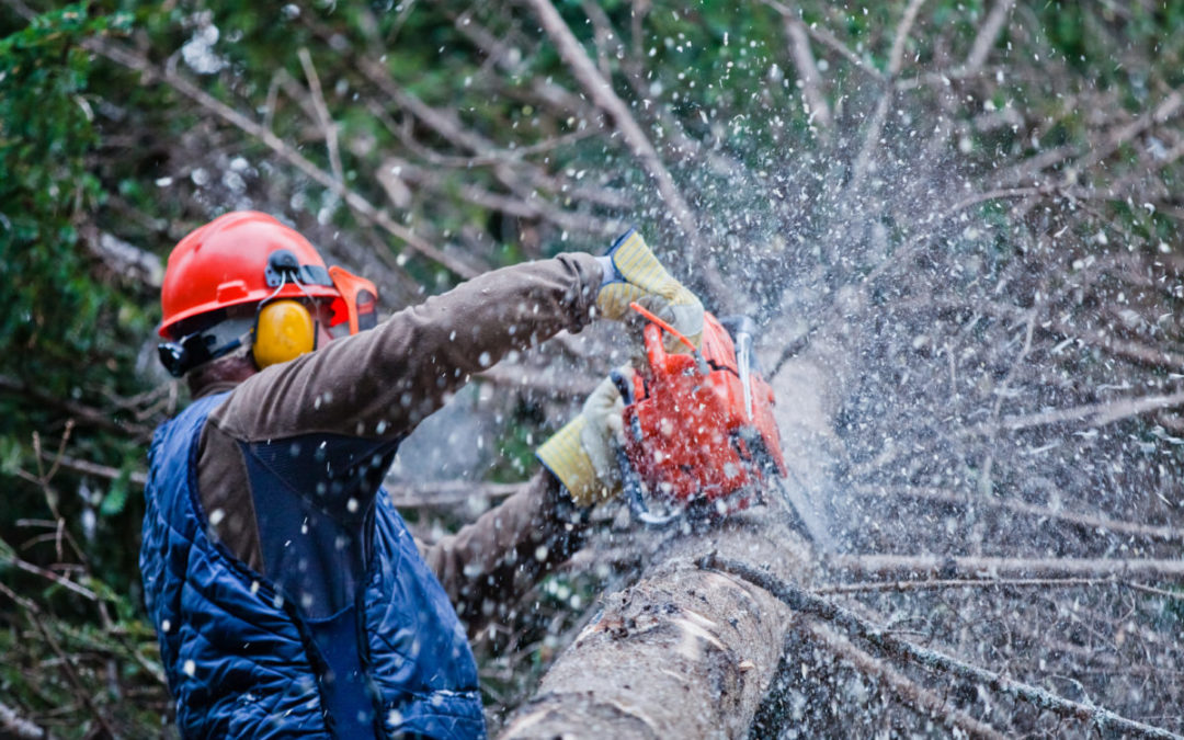 Chain Saw Safety Training