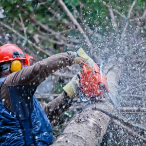 chain saw safety training