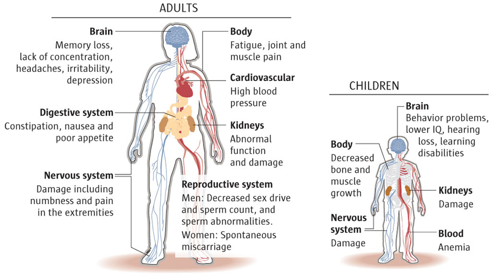 lead exposure in adults and kids image of body with affects
