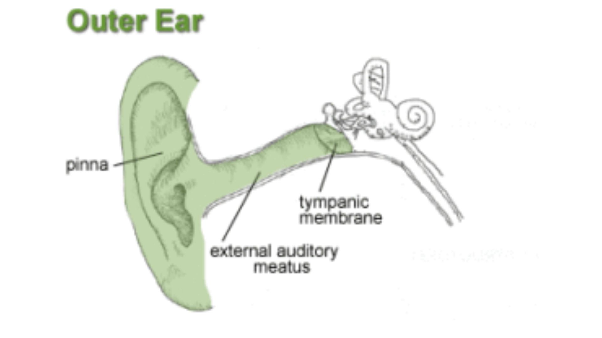 outer ear image with descriptions